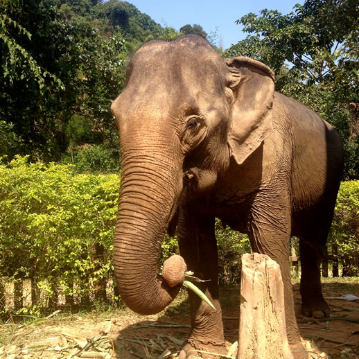 Elephant Village Luang Prabang: Mahout for a Day!